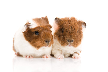 Image showing baby guinea pig