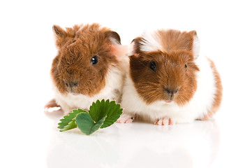 Image showing baby guinea pig