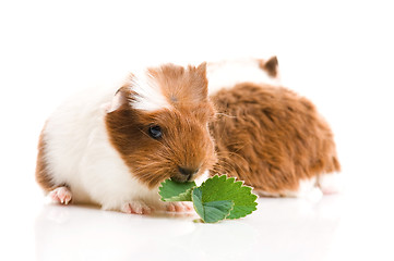 Image showing baby guinea pig