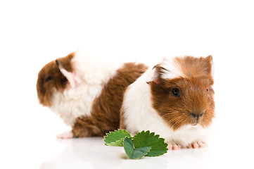 Image showing baby guinea pig