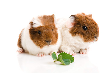 Image showing baby guinea pig