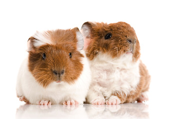 Image showing baby guinea pig