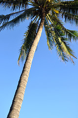 Image showing Coconut trees