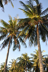 Image showing Coconut trees