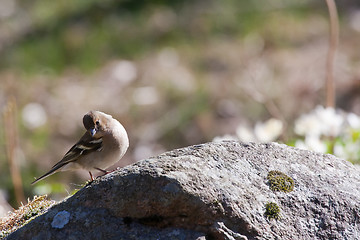 Image showing Female chaffinch