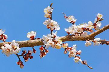 Image showing Flowering apricot tree branch