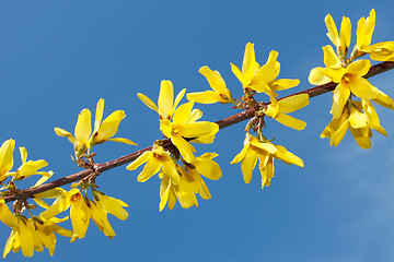 Image showing Flowering yellow spring twig