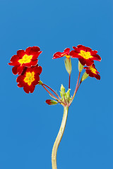 Image showing Spring flowers in red and yellow colours