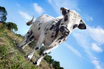 Image showing Bull 