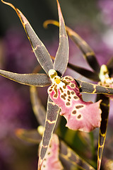 Image showing Orchidaceous flower in Keukenhof park