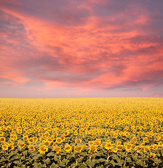 Image showing Sunflower Field