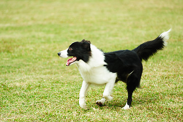 Image showing Border collie dog running