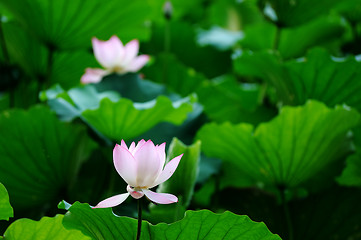 Image showing Lotus flower