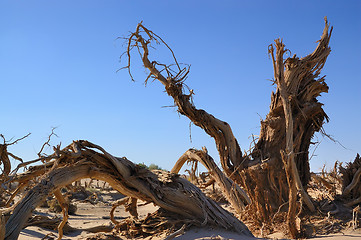 Image showing Dead tree
