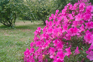 Image showing Azalea flowers