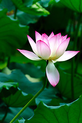 Image showing Lotus flower blooming