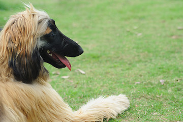 Image showing Afghan hound dog