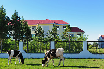 Image showing Cows grazing