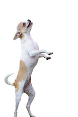 Image showing Chihuahua dog standing