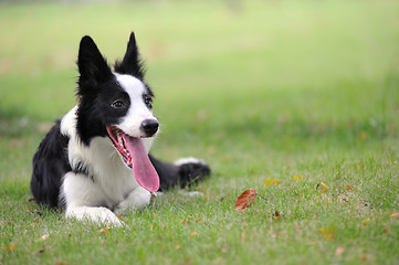 Image showing Border collie dog