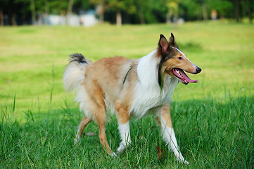 Image showing Collie rough dog running