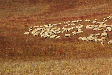 Image showing Sheep in grassland