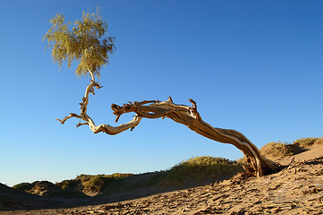 Image showing Single Diversifolia Populus tree