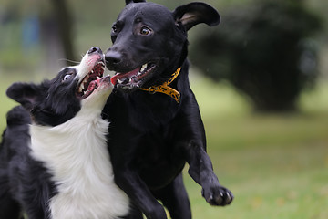 Image showing Two dogs playing