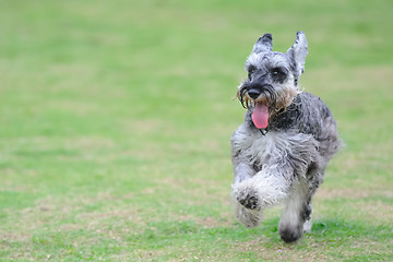 Image showing Miniature schnauzer dog running on the lawn