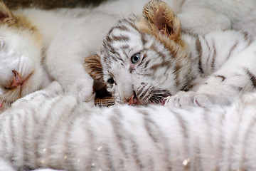 Image showing Tiny tiger