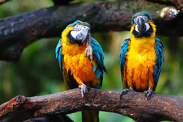 Image showing Parrot birds