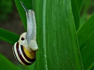 Image showing upward