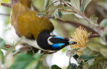 Image showing A Blue Faced Honeyeater