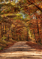 Image showing country road through autumn trees