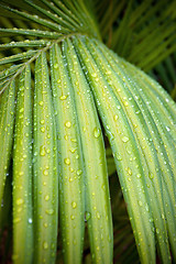 Image showing green palm leaf with water drops