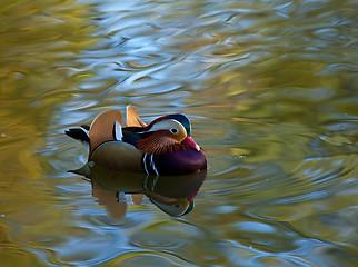 Image showing Mandarin Duck male Reflection