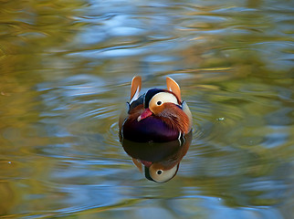 Image showing Mandarin Duck male Reflection