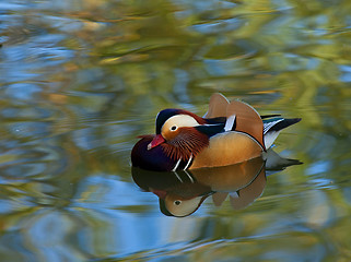 Image showing Mandarin Duck male Reflection