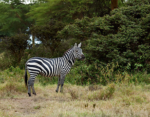 Image showing Burchell's Zebra