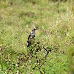 Image showing Common Cuckoo juvenile