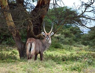 Image showing Defassa Waterbuck