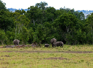 Image showing Elephant group