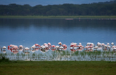 Image showing Flamingos at Dusk