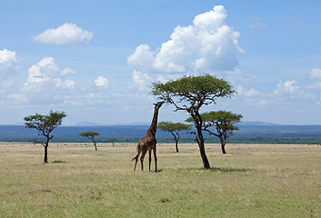 Image showing Giraffe browsing on Acacia