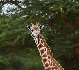 Image showing Giraffe head shot