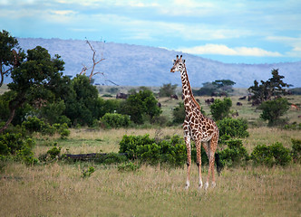 Image showing Giraffe on the Masai Mara