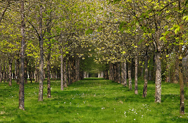 Image showing Spring in the forest