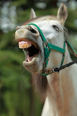 Image showing Horse yawning