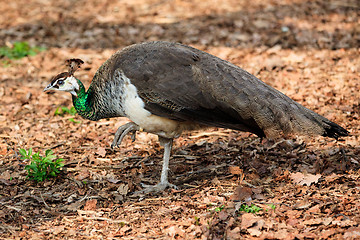 Image showing Peacock