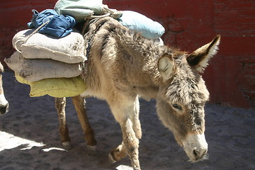 Image showing Donkey with heavy load